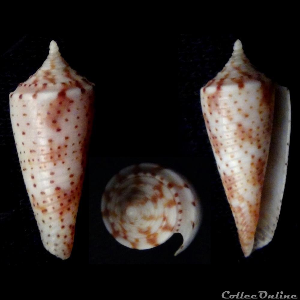 Fusiconus (Fusiconus) guidopoppei (Raybaudi , 2005) coquillage fossile gastropodum fusiconus fusiconus guidopoppei raybaudi 2005