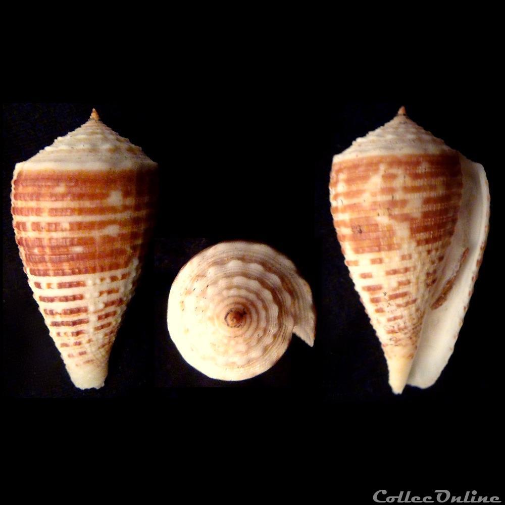 Asprella rolani (Röckel, 1986) coquillage fossile gastropodum asprella rolani rockel 1986