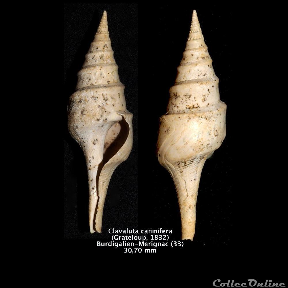 Clavaluta carinifera (Grateloup, 1832) coquillage fossile invertebre clavaluta carinifera grateloup 1832