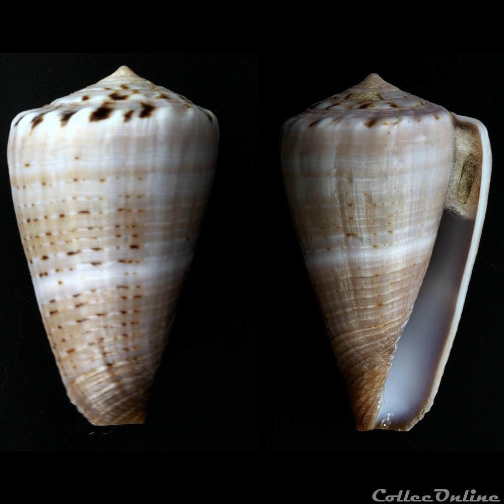 Lividoconus ( lividoconus) biliosus (Röding, 1798) coquillage fossile gastropodum lividoconus lividoconus biliosus roding 1798