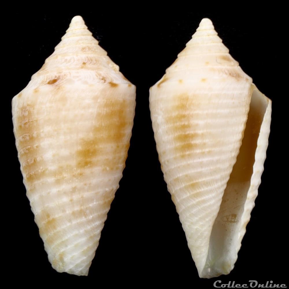 Conasprella hazinorum (Petuch & Myers, 2014) coquillage fossile gastropodum conasprella hazinorum petuch myers 2014
