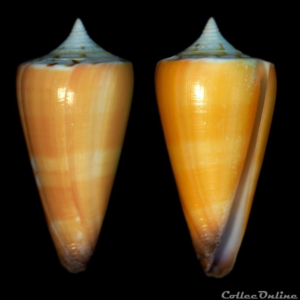 Strategoconus (Strategoconus) generalis f. Krabiensis (Linnaeus, 1767) coquillage fossile gastropodum strategoconus strategoconus generalis f krabiensis linnaeus 1767