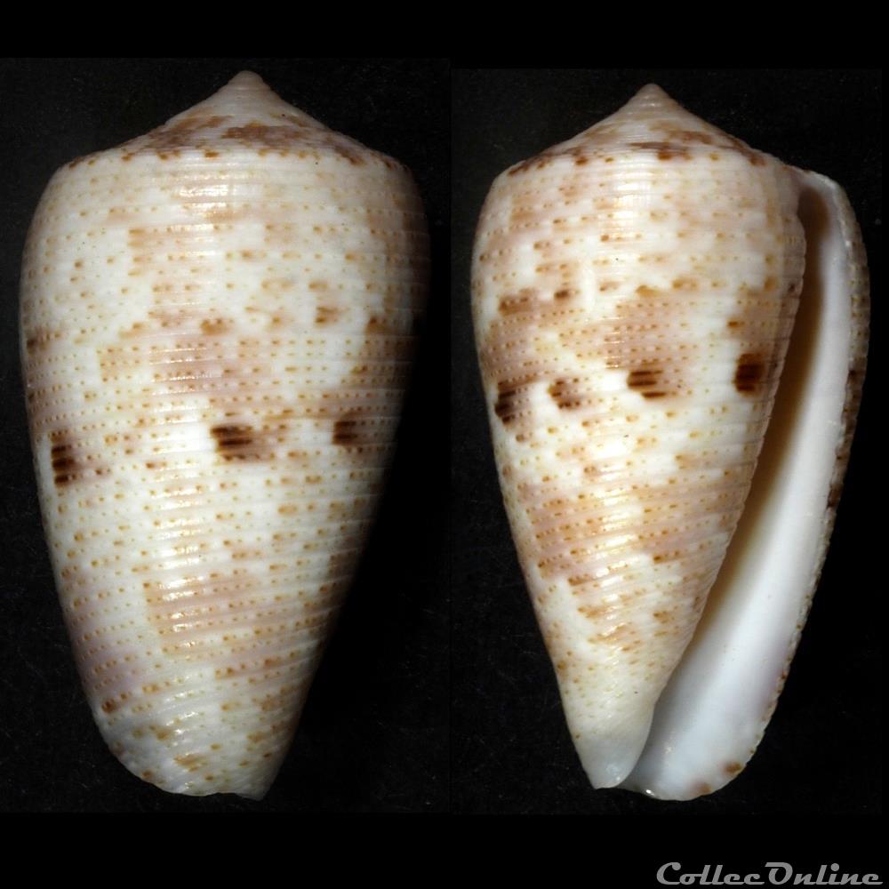 Phasmoconus (Phasmoconus) nimbosus (Hwass in Bruguière, 1792) coquillage fossile gastropodum phasmoconus phasmoconus nimbosus hwass in bruguiere 1792