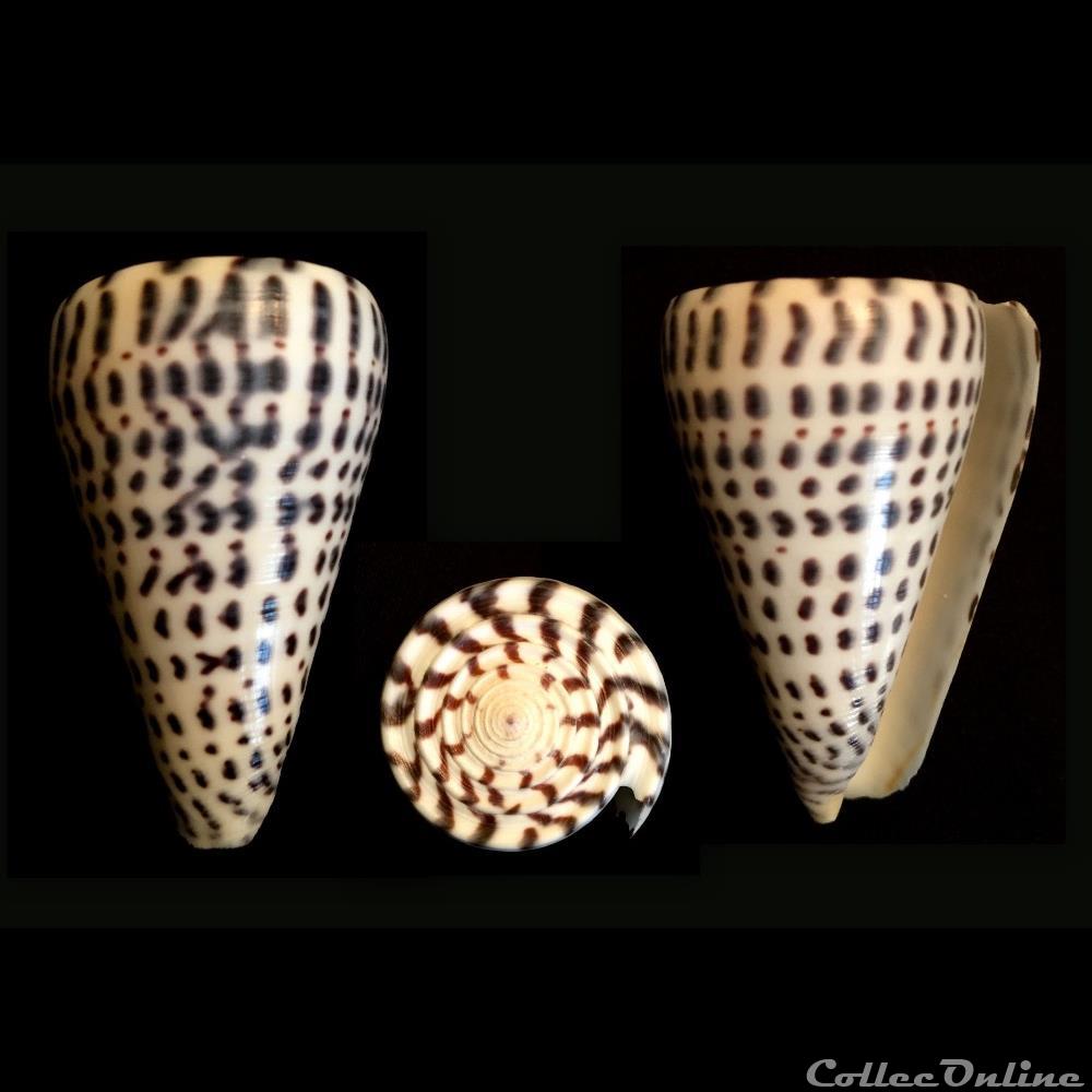 Lithoconus leopardus (Röding, 1798) coquillage fossile gastropodum lithoconus leopardus roding 1798
