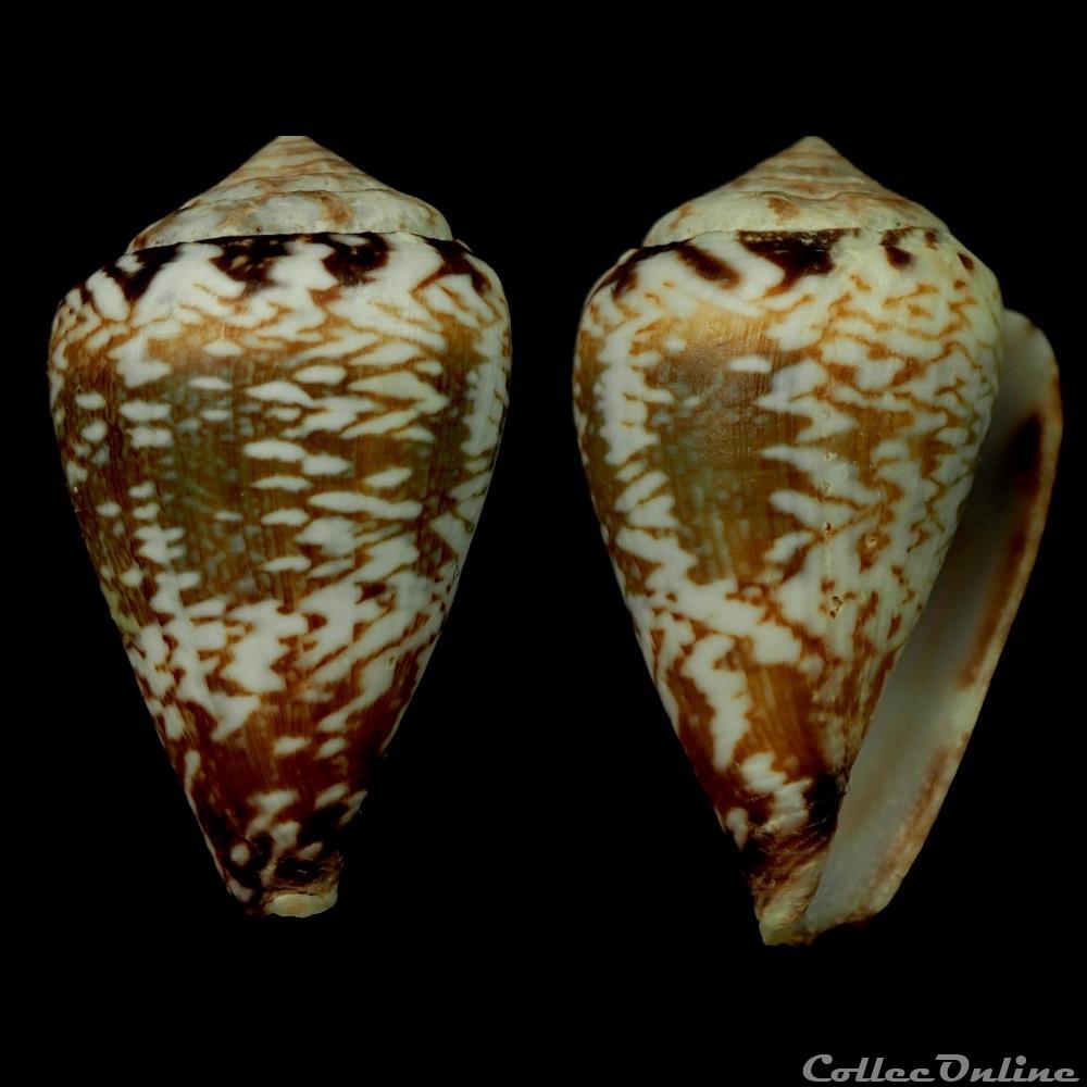 Lautoconus (Africonus) derrubado (Rolán & Fernandes, 1990) coquillage fossile gastropodum lautoconus africonus derrubado rolan fernandes 1990