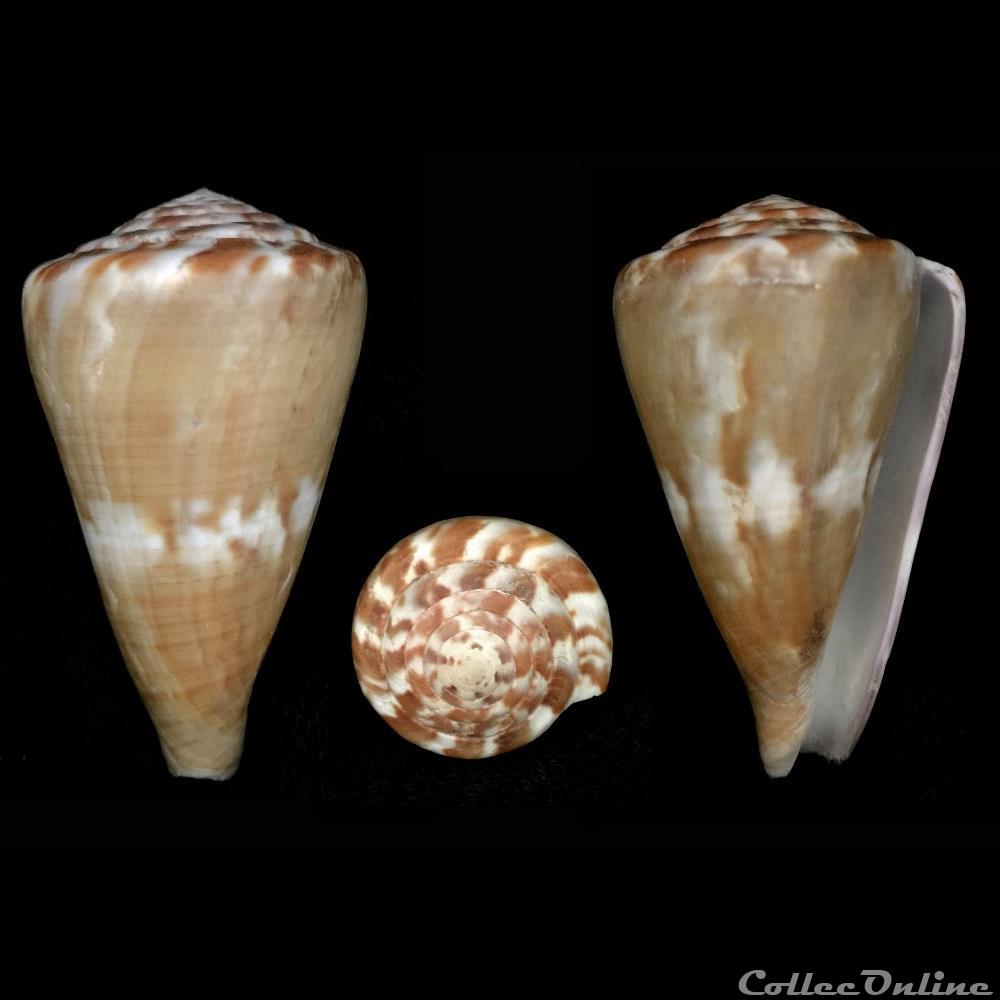 Rhizoconus namocanus (Hwass, 1792) coquillage fossile gastropodum rhizoconus namocanus hwass 1792