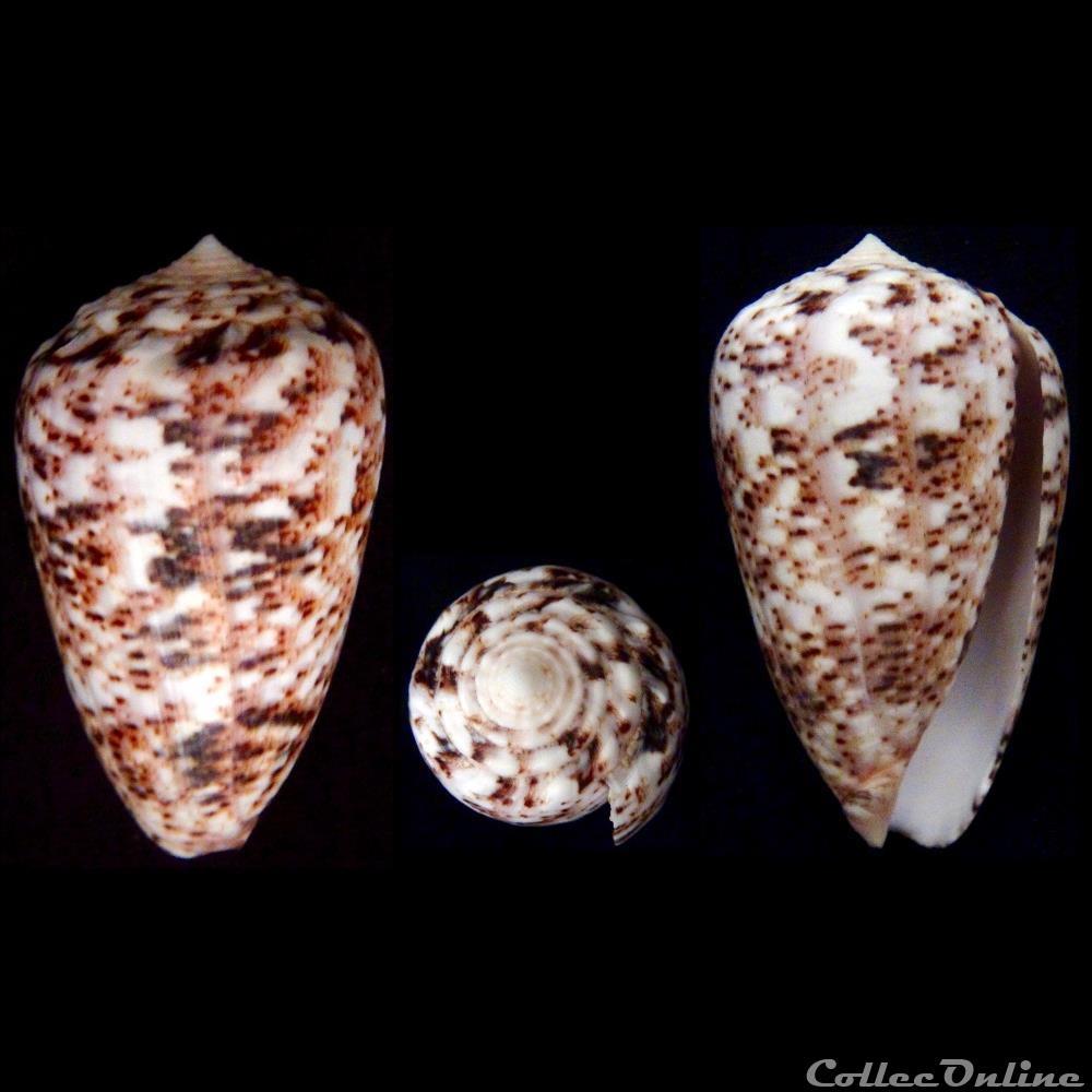 Puncticulis zeylanicus (Gmelin, 1791) coquillage fossile gastropodum puncticulis zeylanicus gmelin 1791