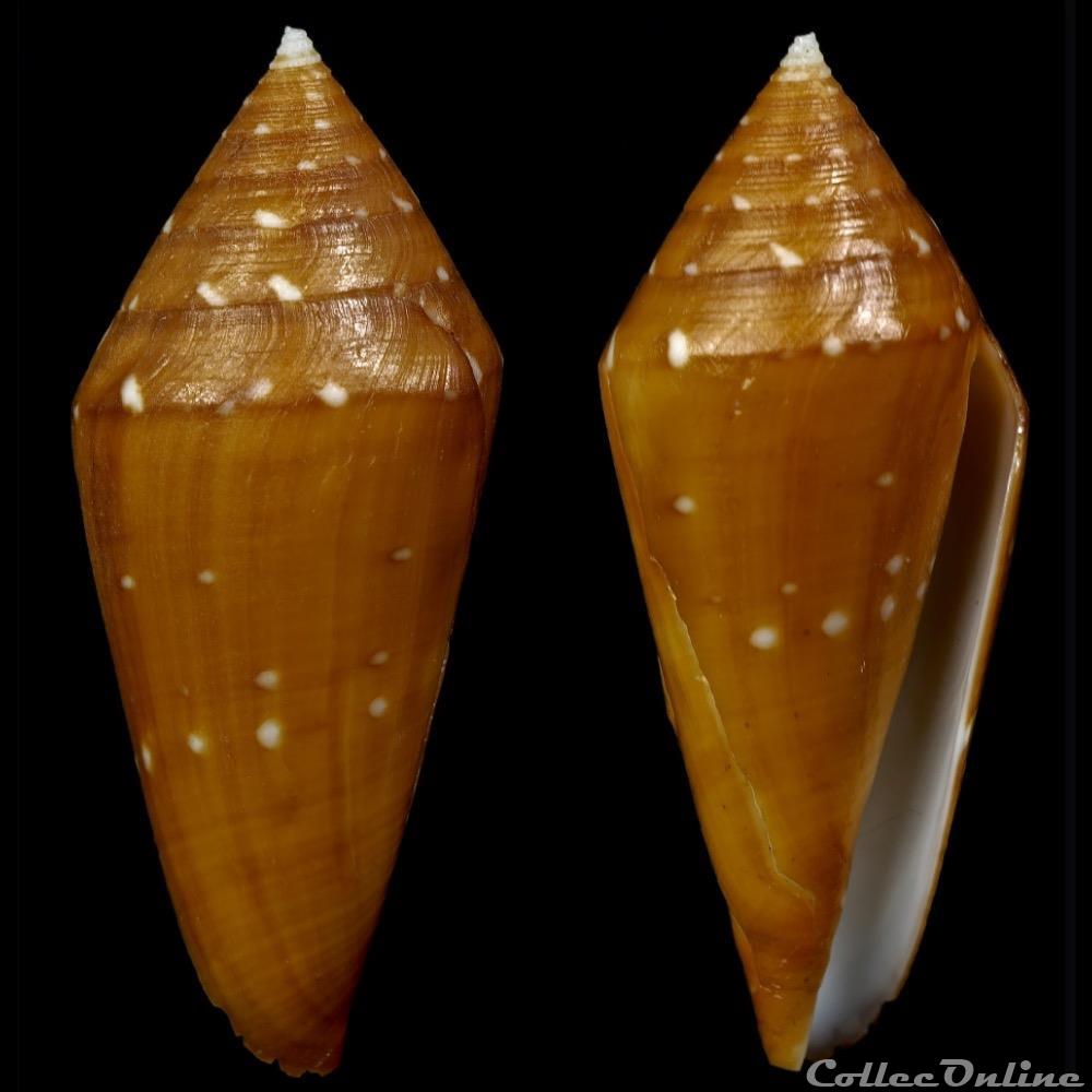 Profundiconus lani (Crandall, 1979) coquillage fossile gastropodum profundiconus lani crandall 1979