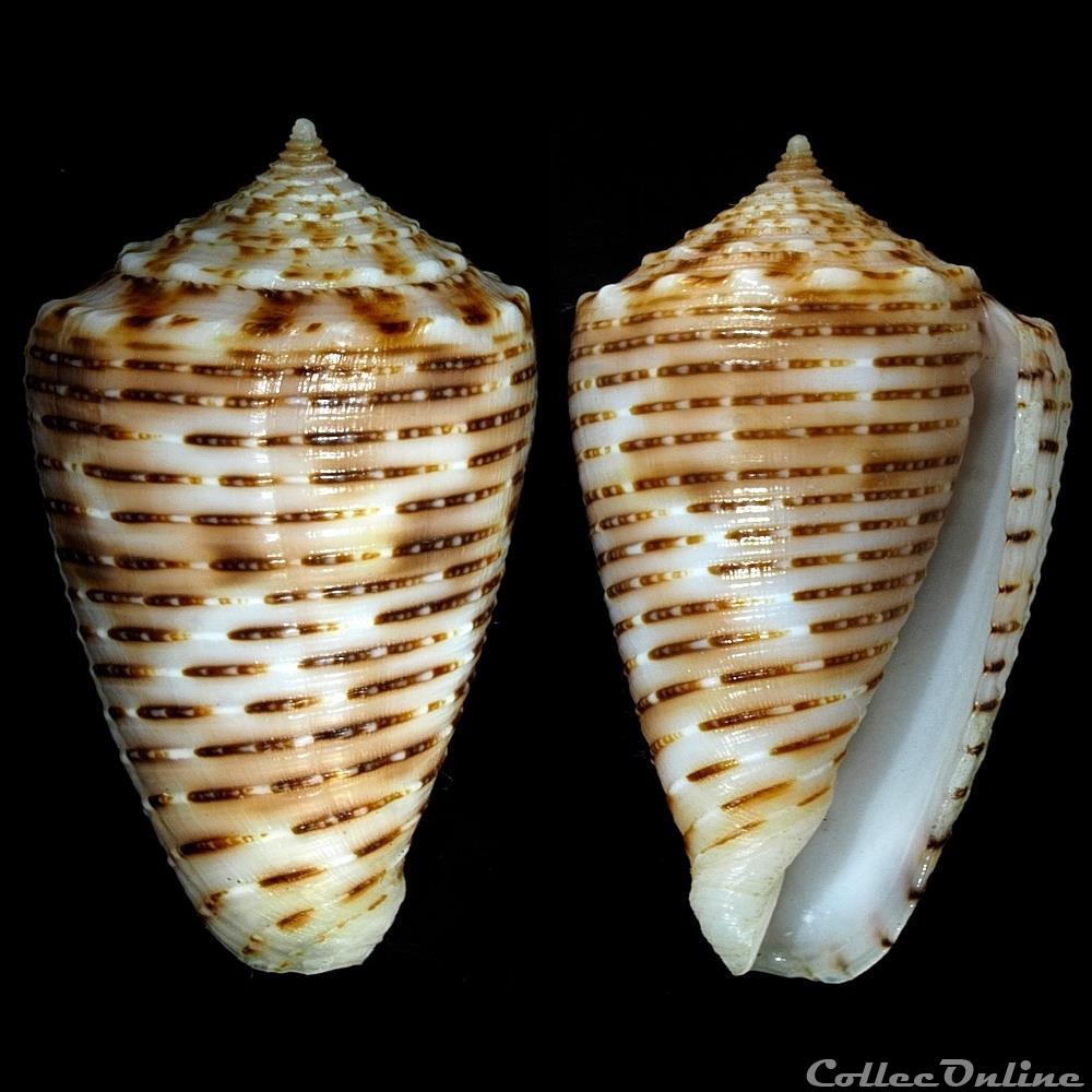Phasmoconus (Fulgiconus) cebuensis (Wills, 1990) coquillage fossile gastropodum phasmoconus fulgiconus cebuensis wills 1990