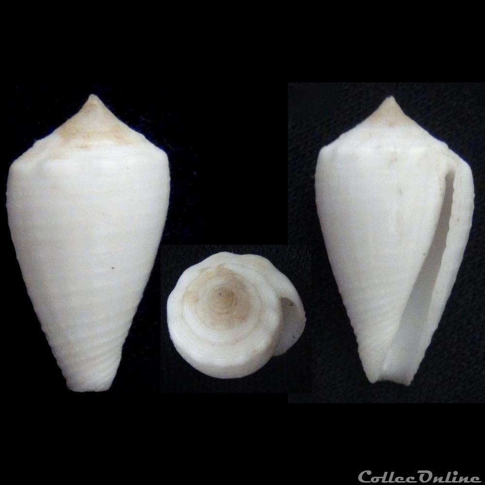 Strategoconus (Rolaniconus) dedonderi (Goethaels & Monsecour, 2013) coquillage fossile gastropodum strategoconus rolaniconus dedonderi goethaels monsecour 2013