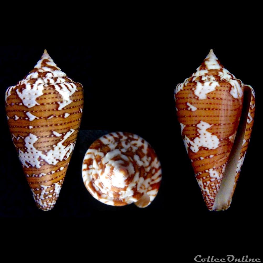Tenorioconus cedonulli cedonulli (Linnaeus, 1767 coquillage fossile gastropodum tenorioconus cedonulli cedonulli linnaeus 1767