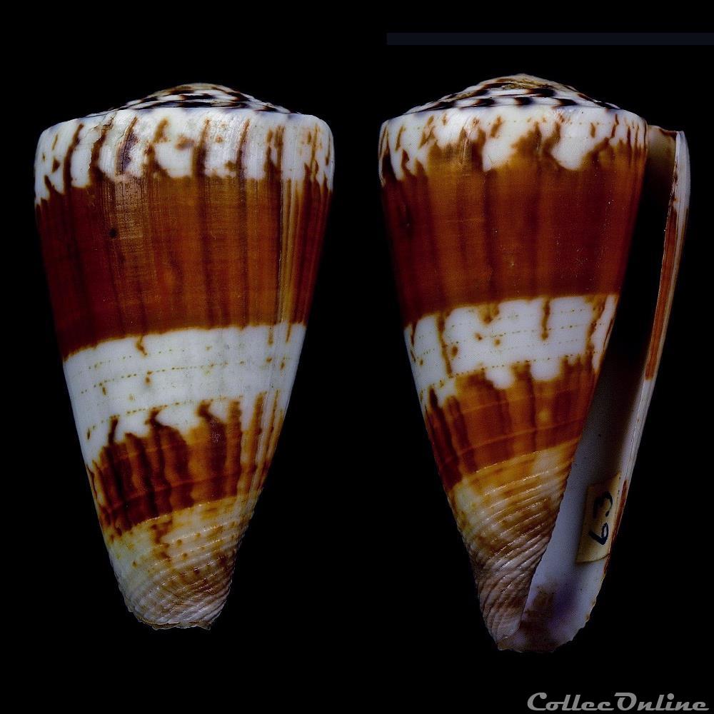 Strategoconus (Vituliconus) planorbis (Born, 1778) coquillage fossile gastropodum strategoconus vituliconus planorbis born 1778