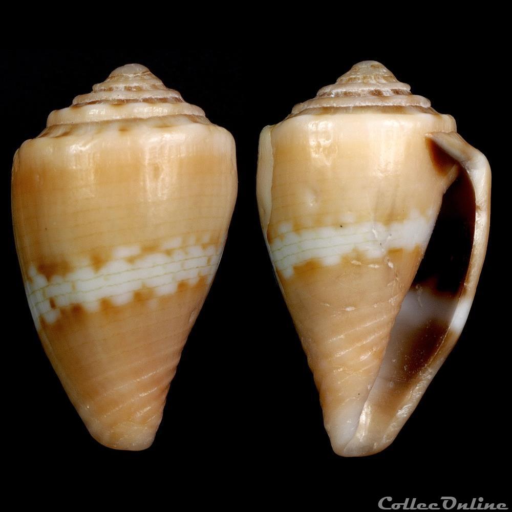 Pseudolilliconus korni (Raybaudi Massilia, 1993) coquillage fossile gastropodum pseudolilliconus korni raybaudi massilia 1993