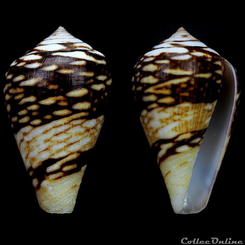Lautoconus (Lautoconus) mercator (Linnaeus, 1758) coquillage fossile gastropodum lautoconus lautoconus mercator linnaeus 1758