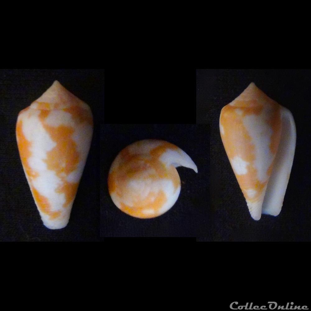 coquillage fossile gastropodum pionoconus schoederi rockel da mo a 1983
