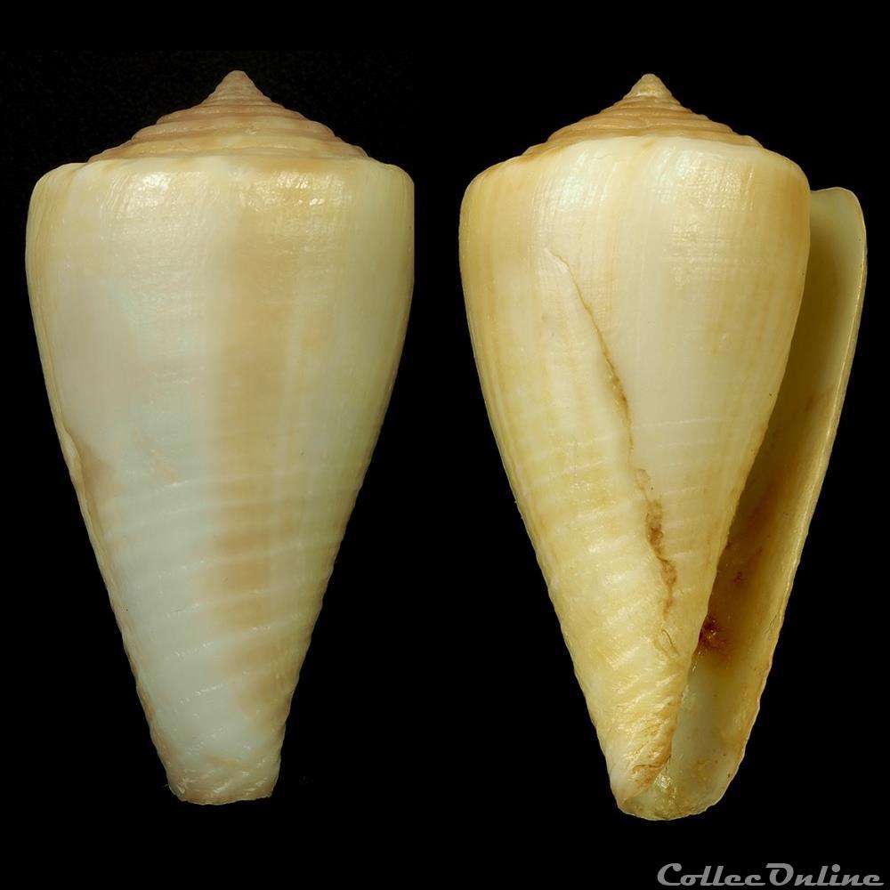 Monteiroconus ambiguus (Reeve, 1844) coquillage fossile gastropodum monteiroconus ambiguus reeve 1844