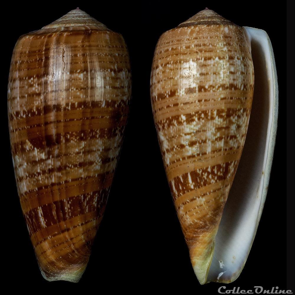 Textilia cervus (Lamarck, 1822) coquillage fossile gastropodum textilia cervus lamarck 1822