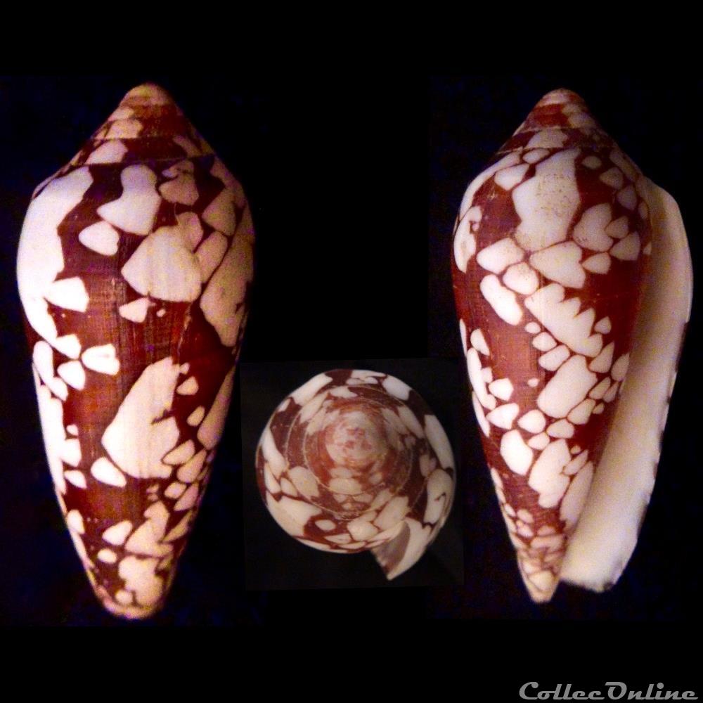 Darioconus episcopatus (da Motta, 1988) coquillage fossile gastropodum darioconus episcopatus da motta 1988