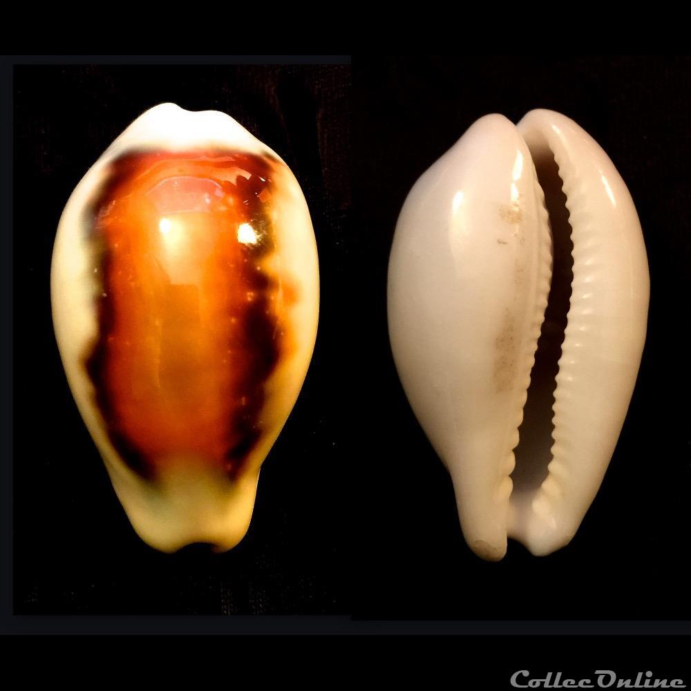 coquillage fossile gastropodum neobernaya spadicea swainson 1823