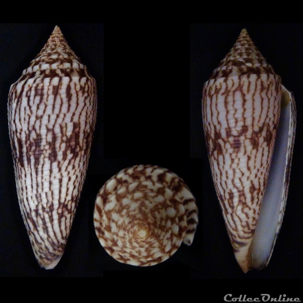 Phasmoconus (Phasmoconus) australis (Holten, 1802) coquillage fossile gastropodum phasmoconus phasmoconus australis holten 1802