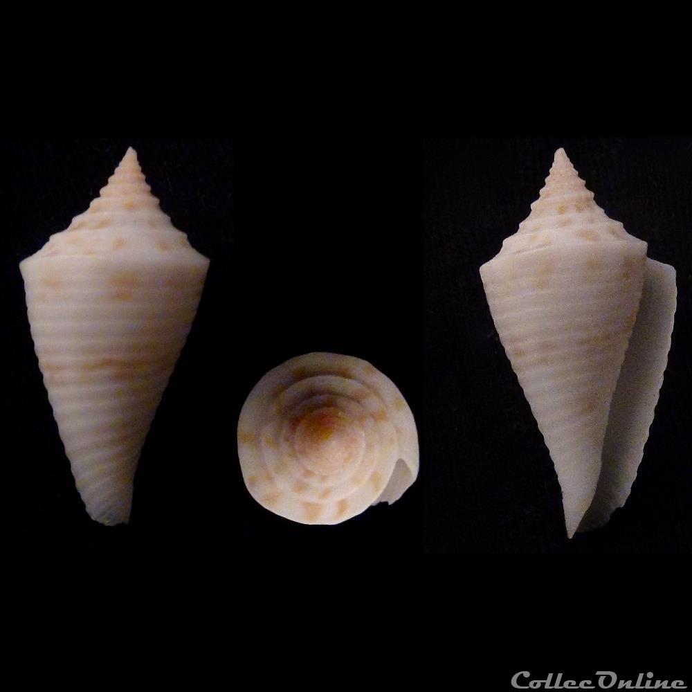 Conasprella pagoda (Kiener, 1845) coquillage fossile gastropodum conasprella pagoda kiener 1845