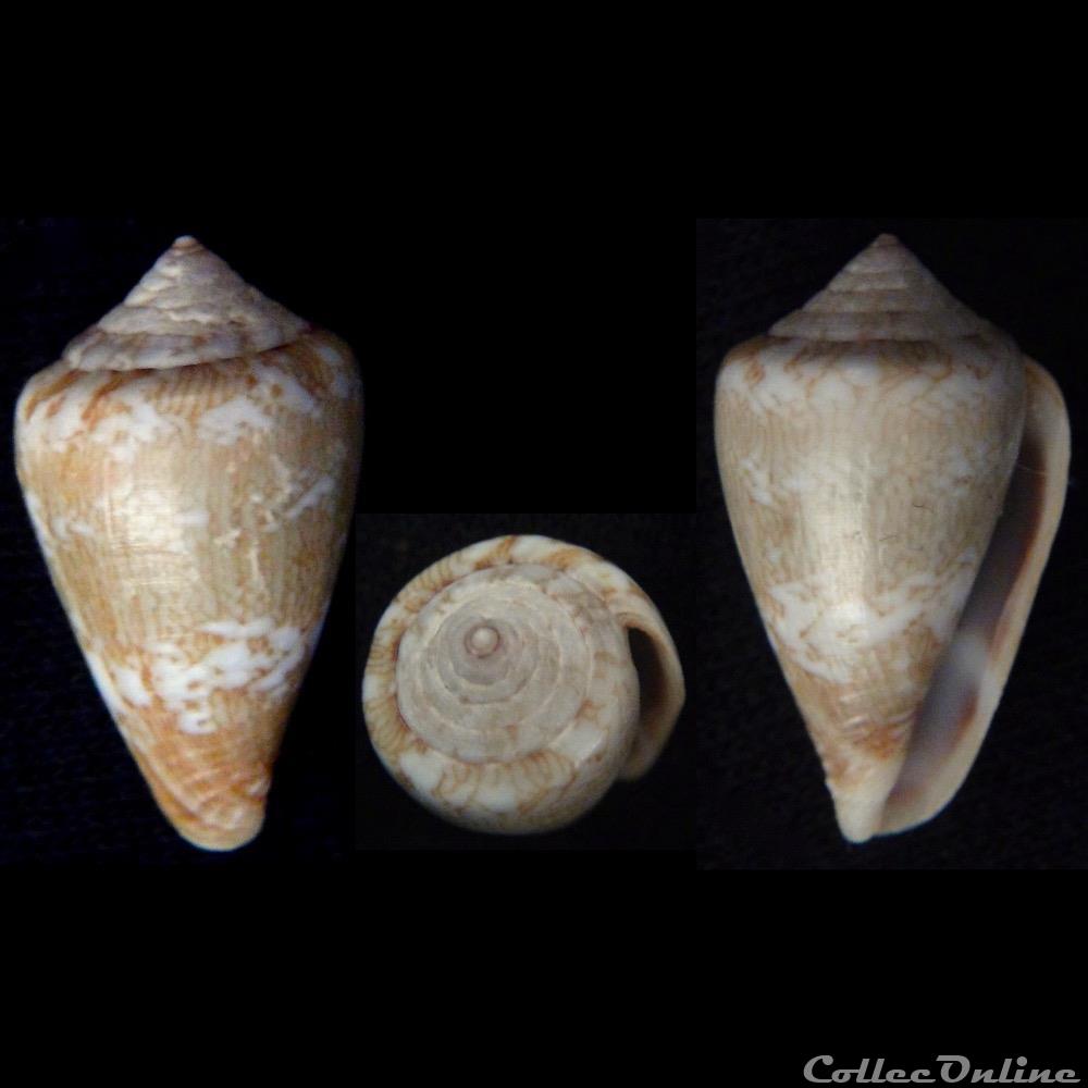 coquillage fossile gastropodum lautoconus africonus damottai trova 1979