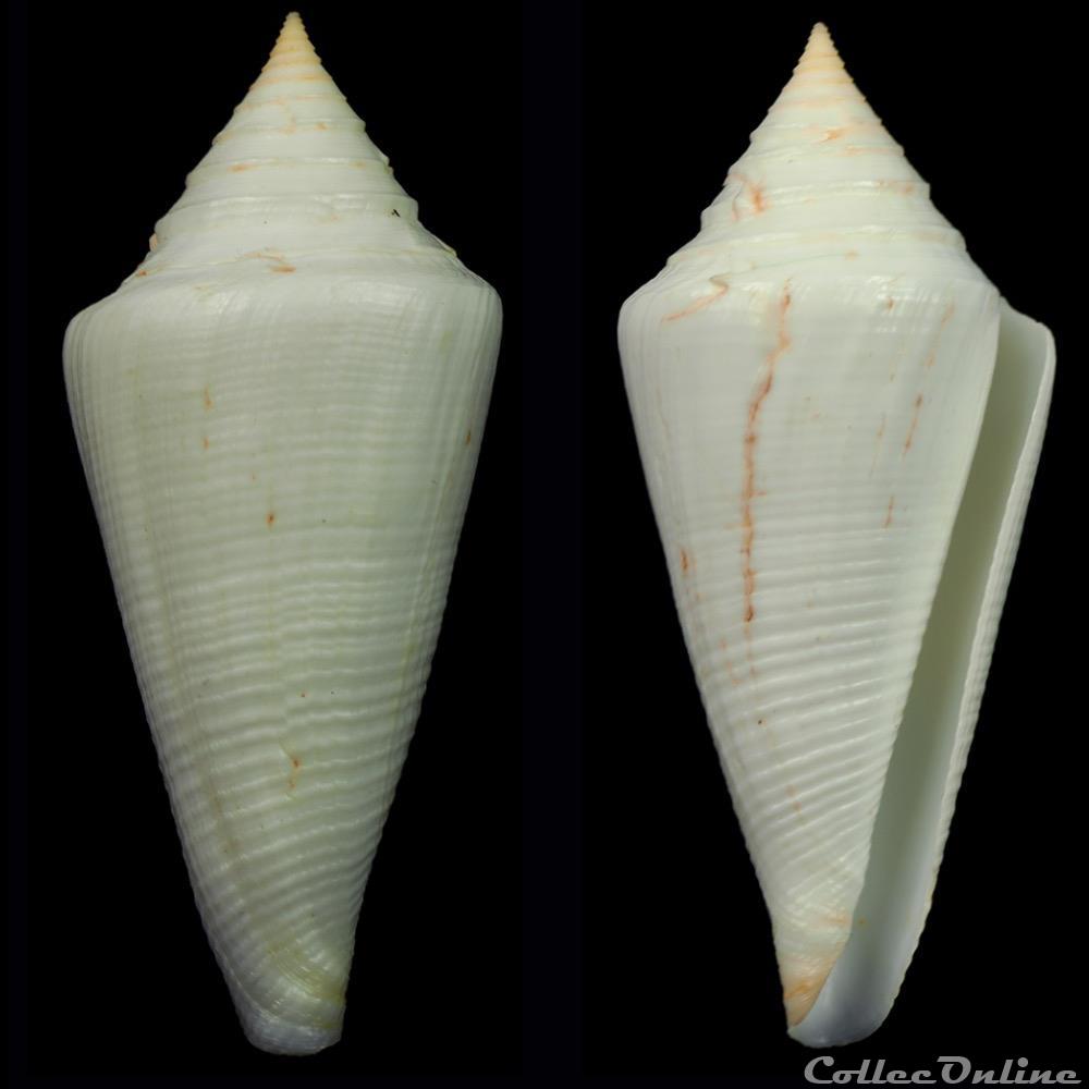 Dauciconus (Dauciconus) coltrorum (Petuch & Myers, 2014) coquillage fossile gastropodum dauciconus dauciconus coltrorum petuch myers 2014