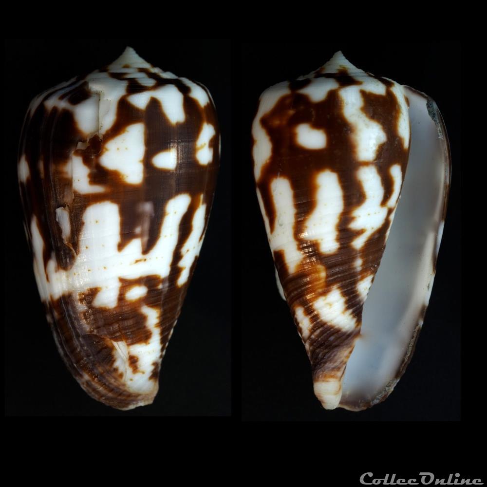 Phasmoconus (Phasmoconus) pica (P. Adams & Reeve, 1848) coquillage fossile gastropodum phasmoconus phasmoconus pica p adams reeve 1848