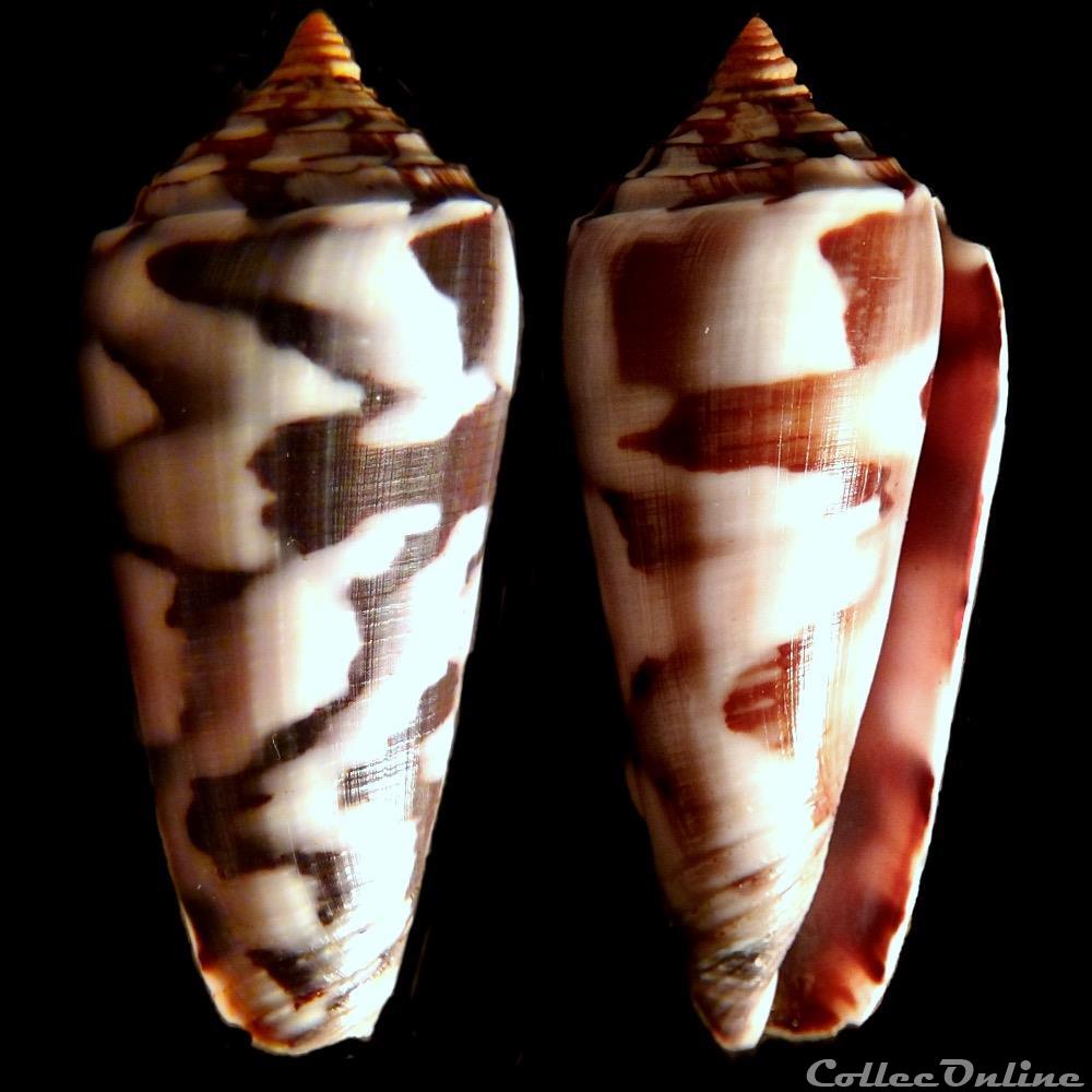 Pionoconus gubernator (Hwass in Bruguière, 1792) coquillage fossile gastropodum pionoconus gubernator hwass in bruguiere 1792