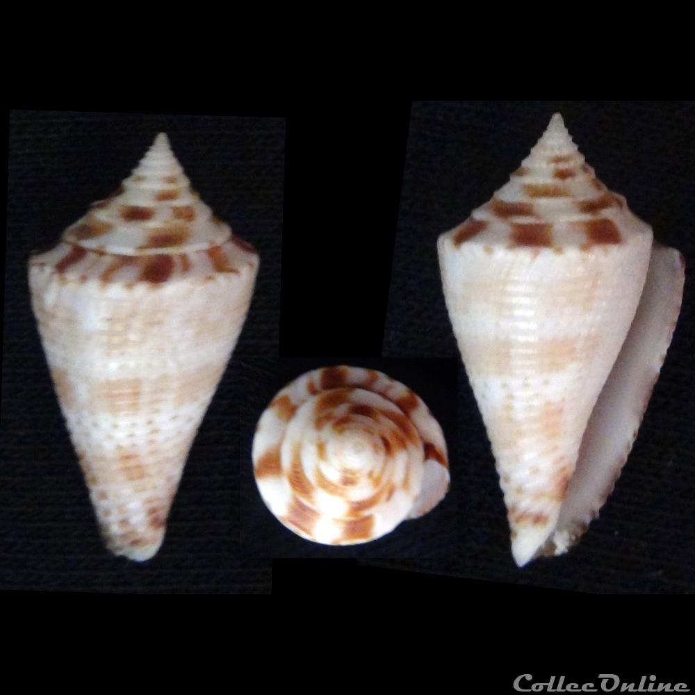 Conasprella wakayamaensis (Kuroda, 1956) coquillage fossile gastropodum conasprella wakayamaensis kuroda 1956