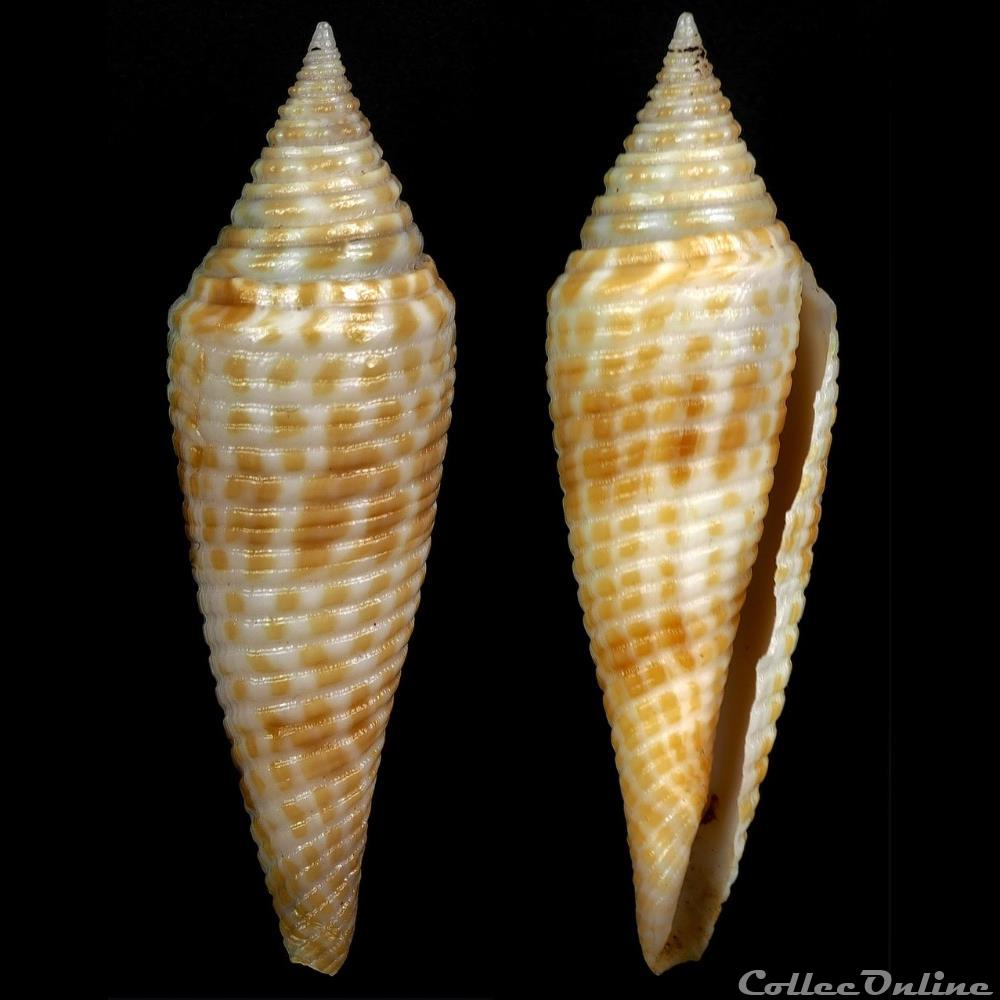 Fusiconus (Fusiconus) kantanganus (da Motta, 1982) coquillage fossile gastropodum fusiconus fusiconus kantanganus da motta 1982
