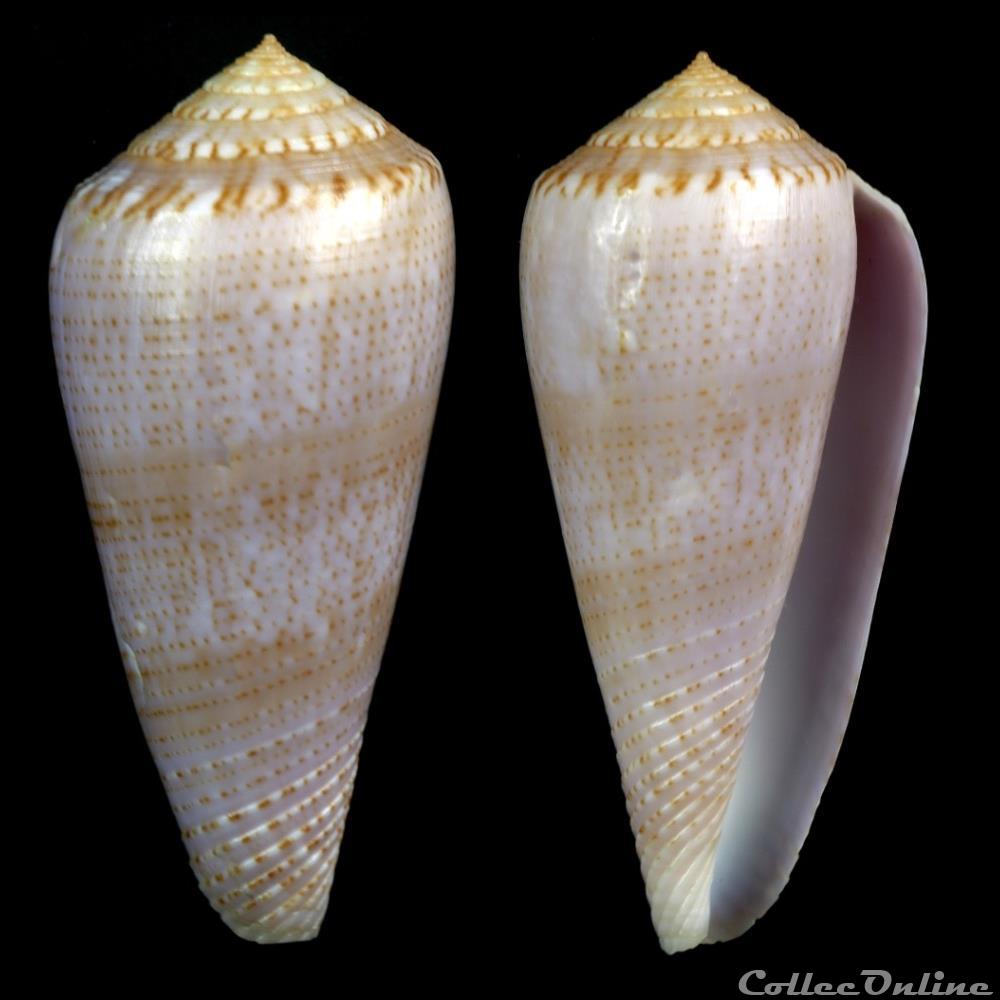 Textilia (Afonsoconus) kinoshitai (Kuroda, 1956) coquillage fossile gastropodum textilia afonsoconus kinoshitai kuroda 1956