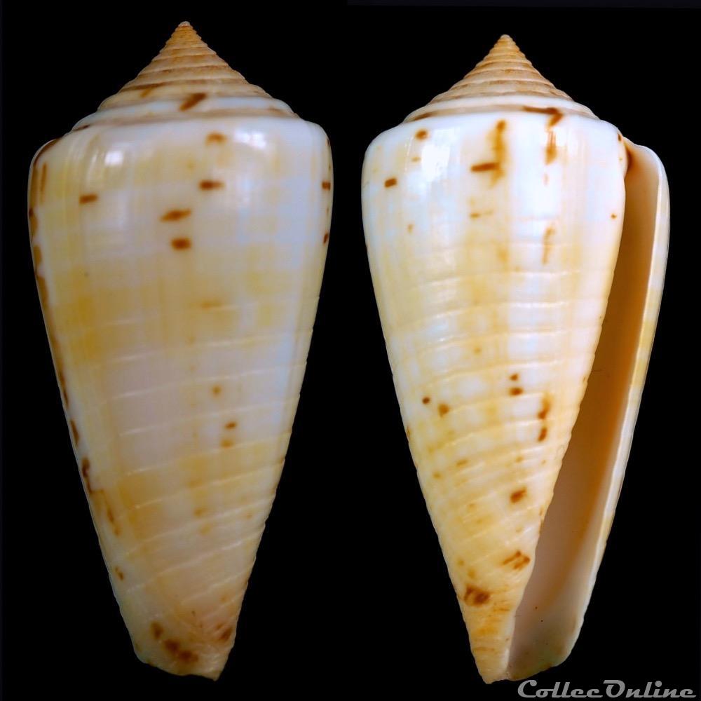 Phasmoconus (Phasmoconus) adenensis (Smith, 1891) coquillage fossile gastropodum phasmoconus phasmoconus adenensis smith 1891