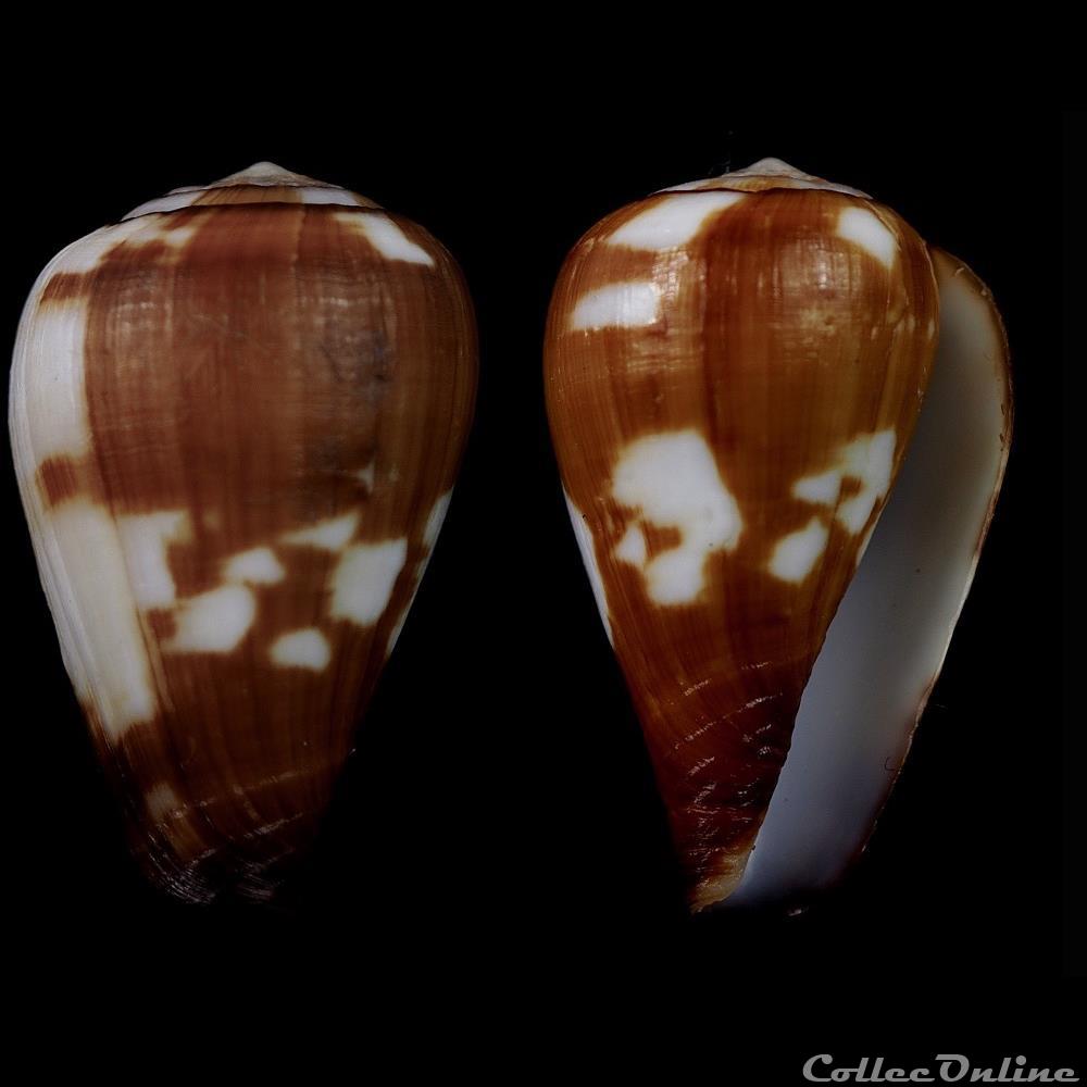 Lautoconus (Varioconus) babaensis (Rolán & Röckel, 2001) coquillage fossile gastropodum lautoconus varioconus babaensis rolan rockel 2001