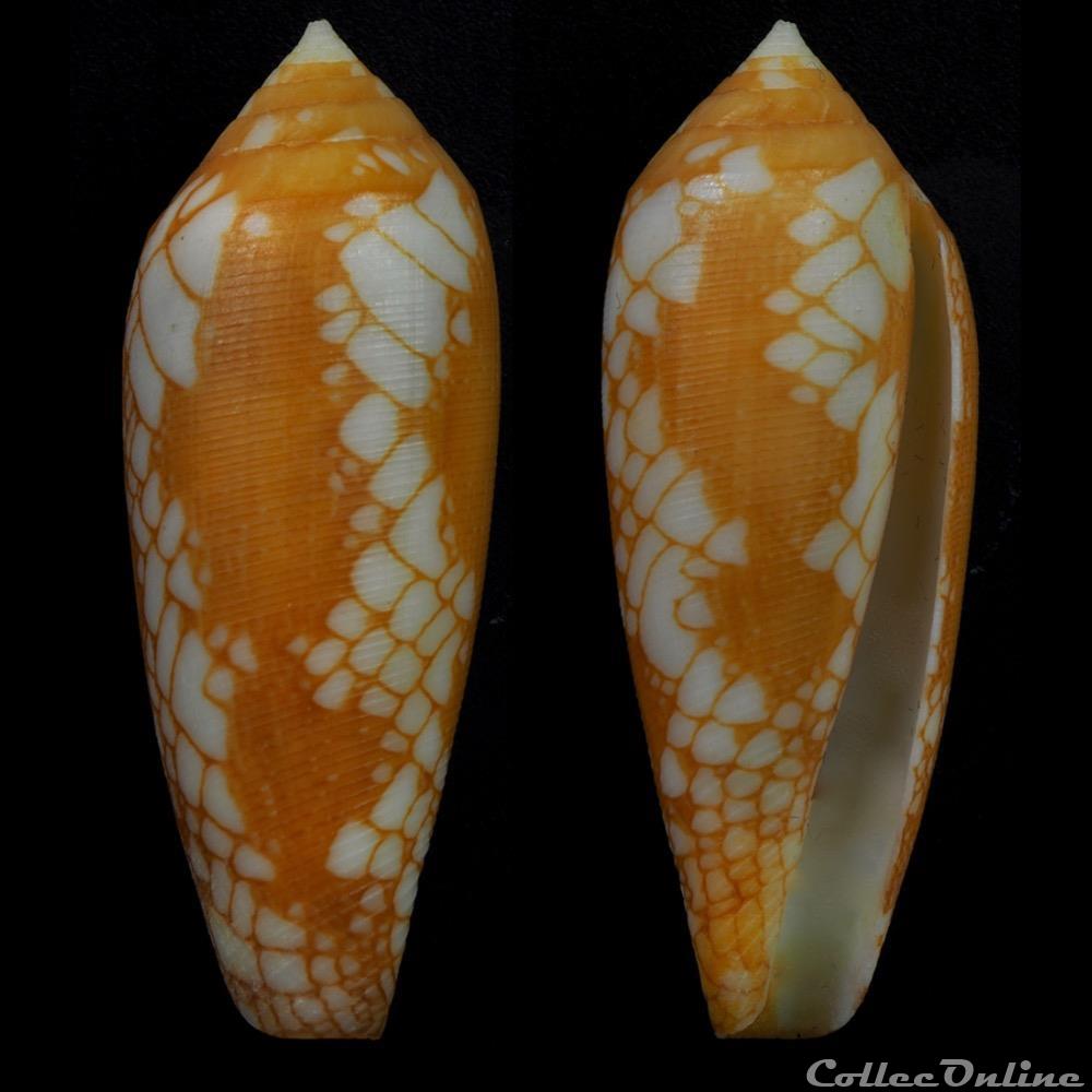 Darioconus gracianus (da Motta & Blocher, 1982) coquillage fossile gastropodum darioconus gracianus da motta blocher 1982
