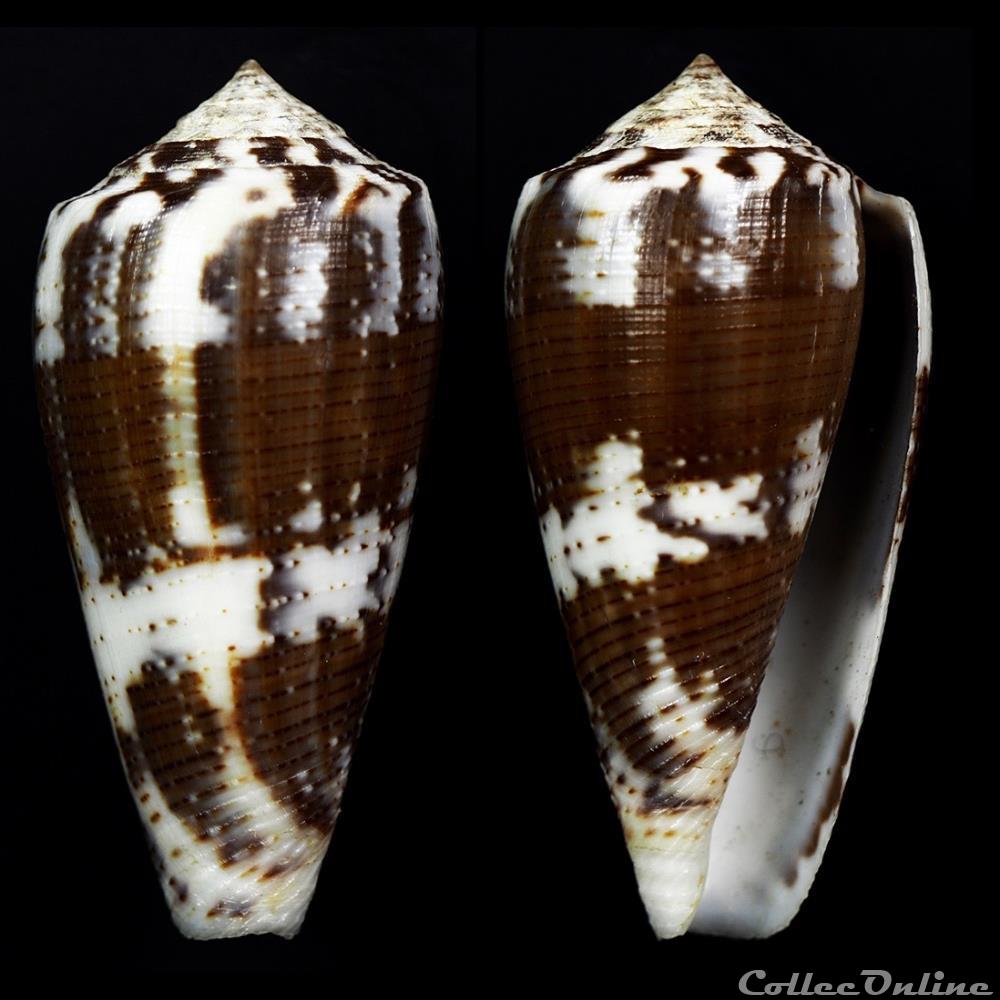 coquillage fossile gastropodum pionoconus aff epistomium