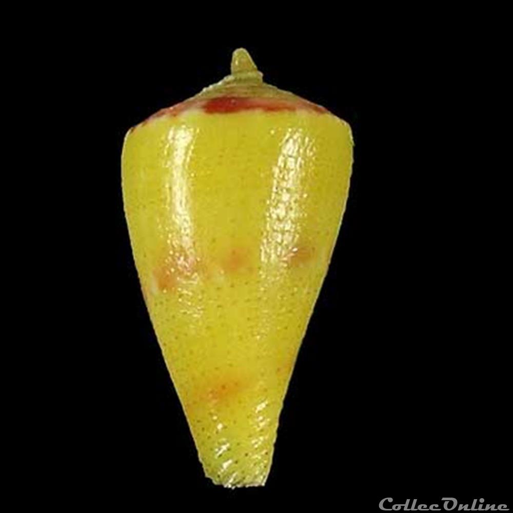 coquillage fossile gastropodum rhizoconus pertusus pertusus hwass in bruguiere 1792