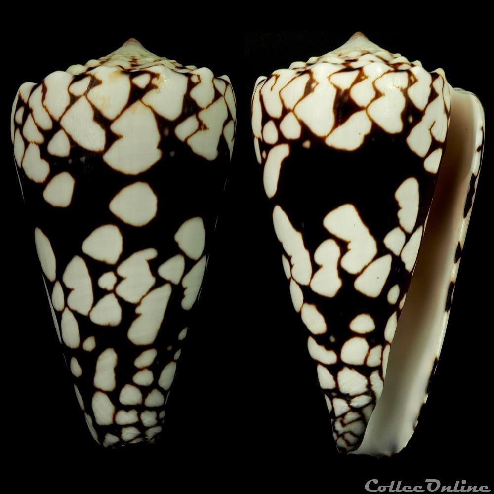 Conus equestris Röding, 1798 coquillage fossile gastropodum conus equestris roding 1798