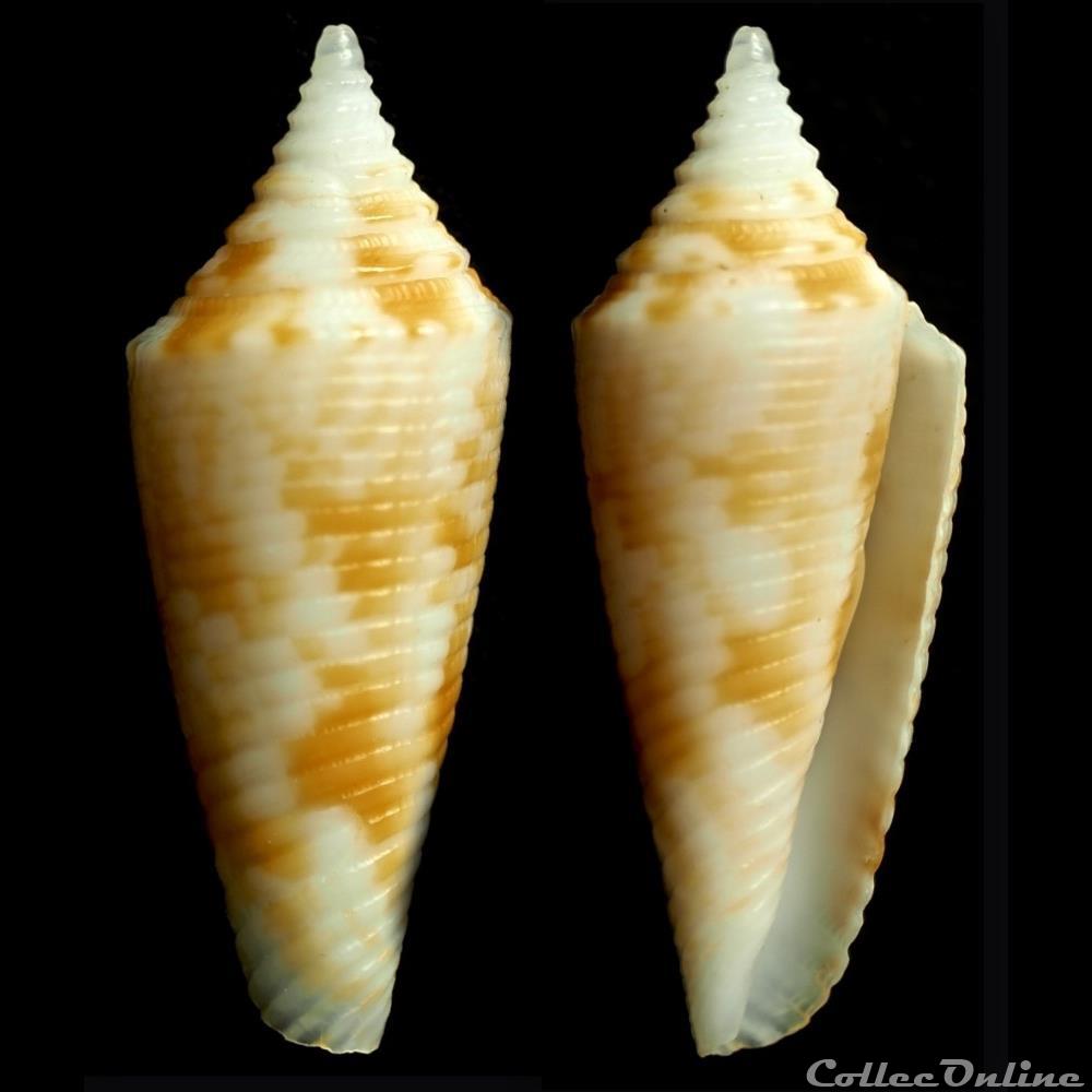 Fusiconus (Bathyconus) comatosus (Pilsbry, 1904) coquillage fossile gastropodum fusiconus bathyconus comatosus pilsbry 1904