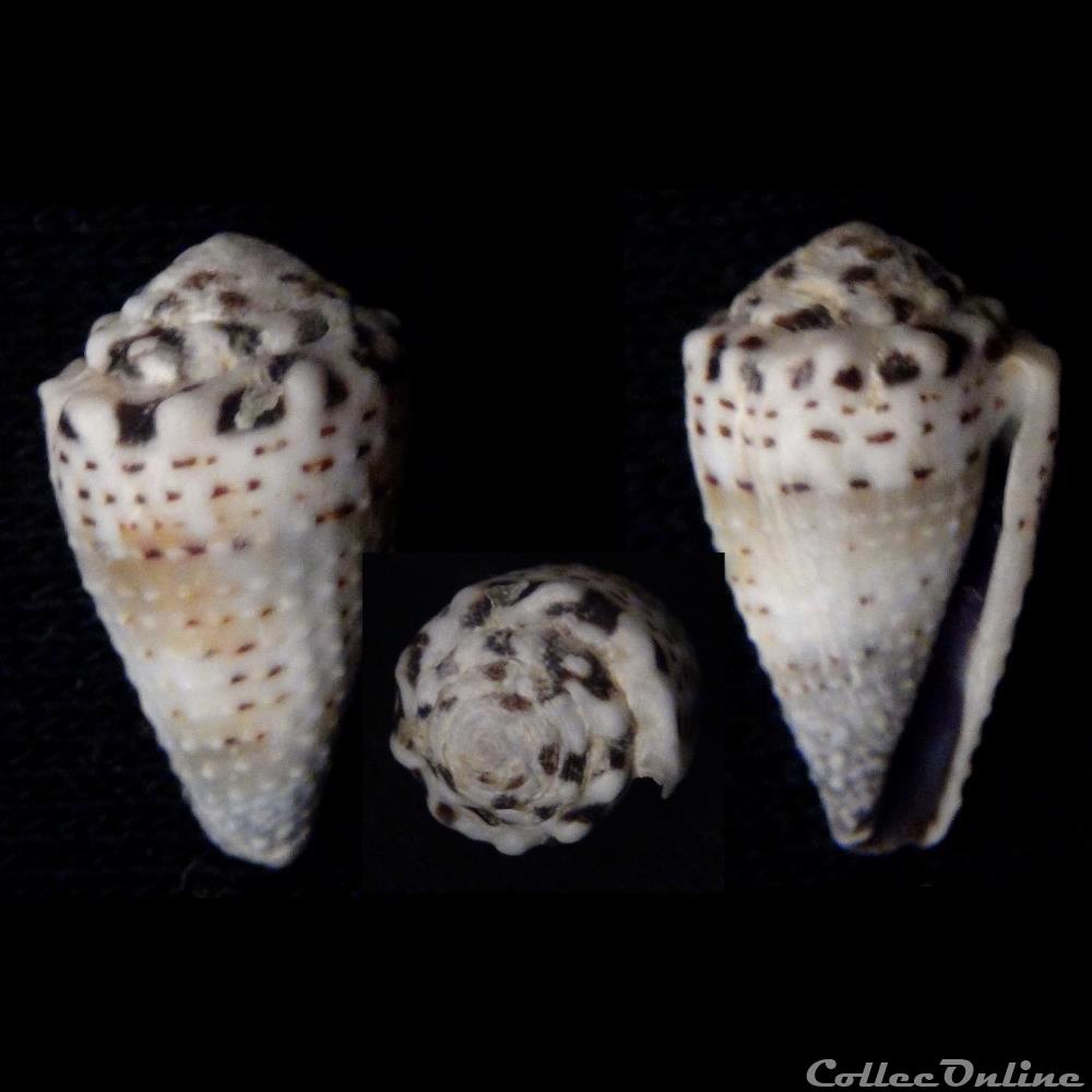 Harmoniconus musicus (Hwass in Bruguière, 1792) coquillage fossile gastropodum harmoniconus musicus hwass in bruguiere 1792