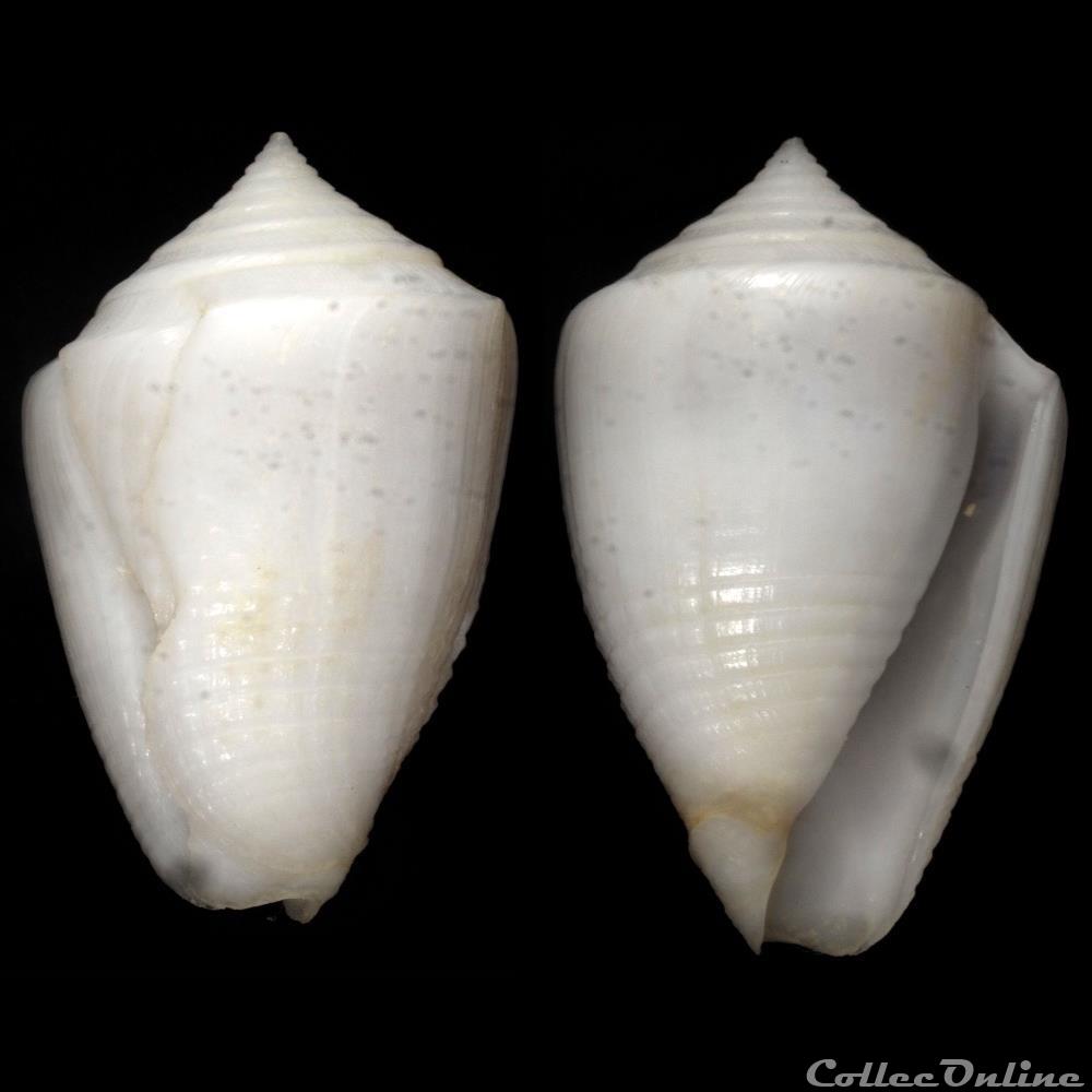 Ximeniconus (Perplexiconus) puncticulatus columba (Hwass in Bruguière, 1792) coquillage fossile gastropodum ximeniconus perplexiconus puncticulatus columba hwass in bruguiere 1792