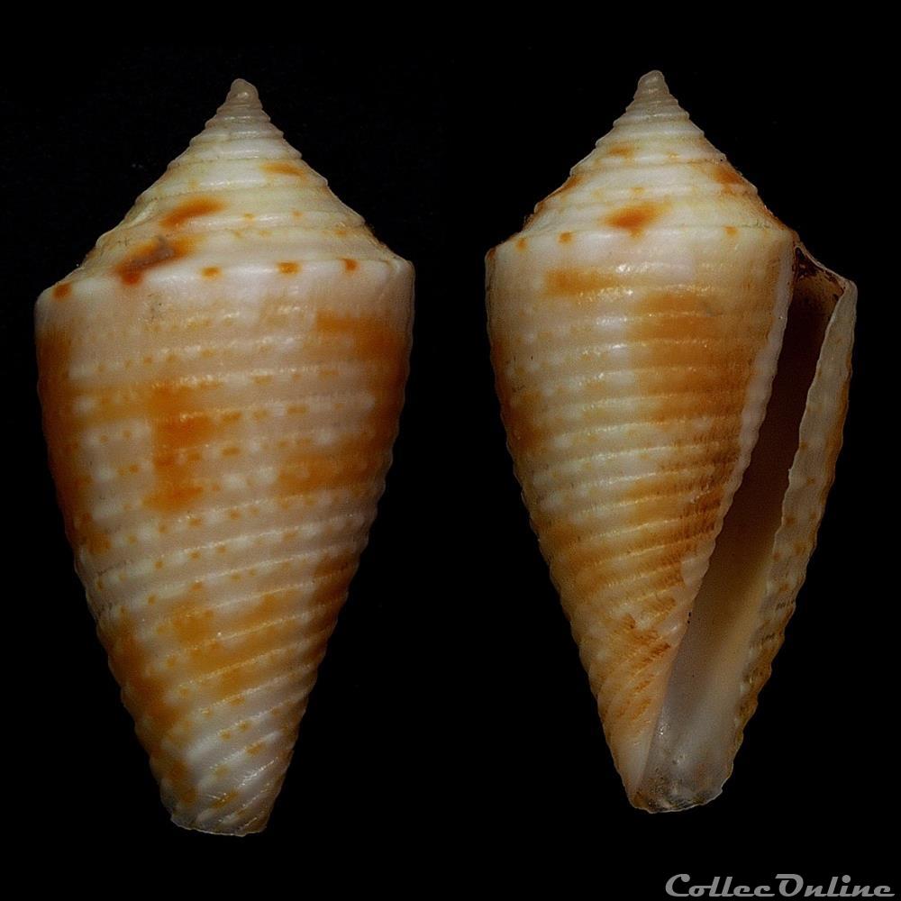 Ximeniconus (Coltroconus) iansa (Petuch, 1979) coquillage fossile gastropodum ximeniconus coltroconus iansa petuch 1979