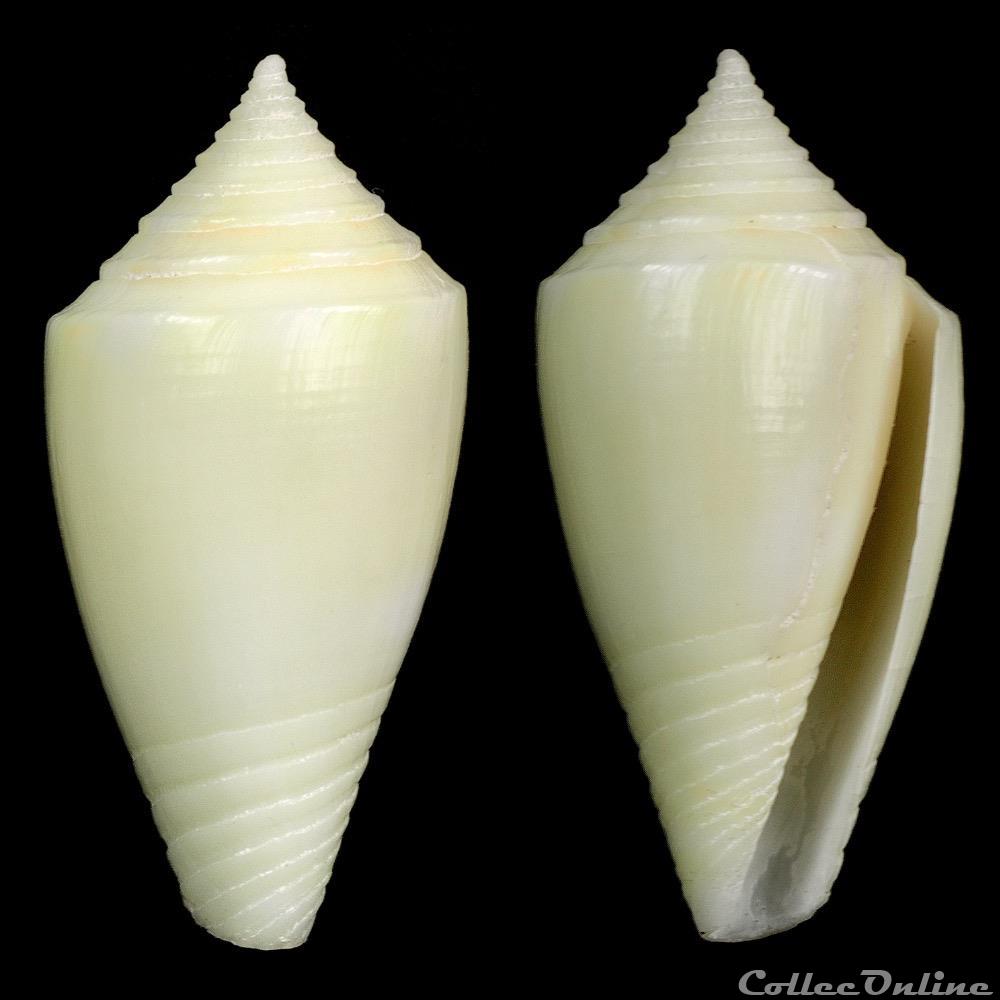 Dauciconus (Purpuriconus) bahamensis (Vink & Röckel, 1995) coquillage fossile gastropodum dauciconus purpuriconus bahamensis vink rockel 1995