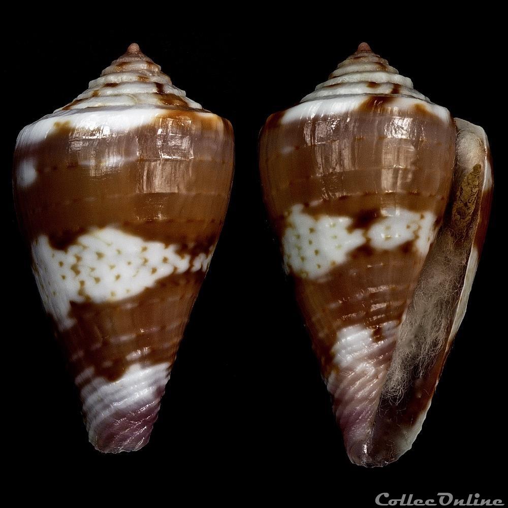 Dauciconus (Purpuriconus) sphacelatus (Sowerby I, 1833) coquillage fossile gastropodum dauciconus purpuriconus sphacelatus sowerby i 1833