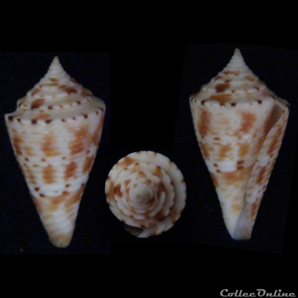Conasprella memiae (Habe & Kosuge, 1970) coquillage fossile gastropodum conasprella memiae habe kosuge 1970