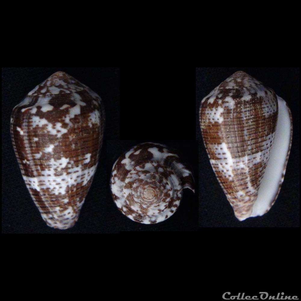 Pionoconus catus (Hwass in Bruguière, 1792) coquillage fossile gastropodum pionoconus catus hwass in bruguiere 1792