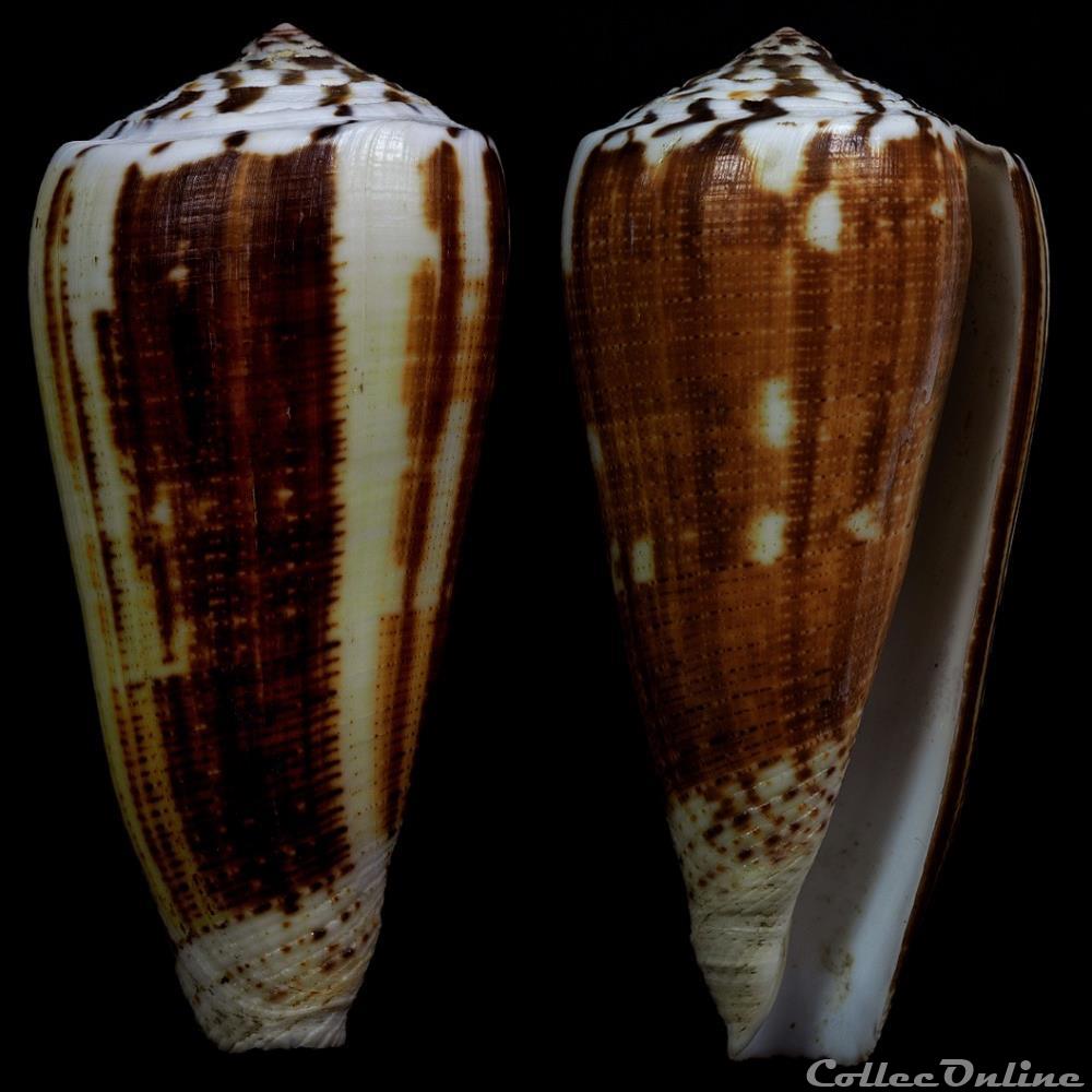 Pionoconus magus (Linnaeus, 1758) coquillage fossile gastropodum pionoconus magus linnaeus 1758