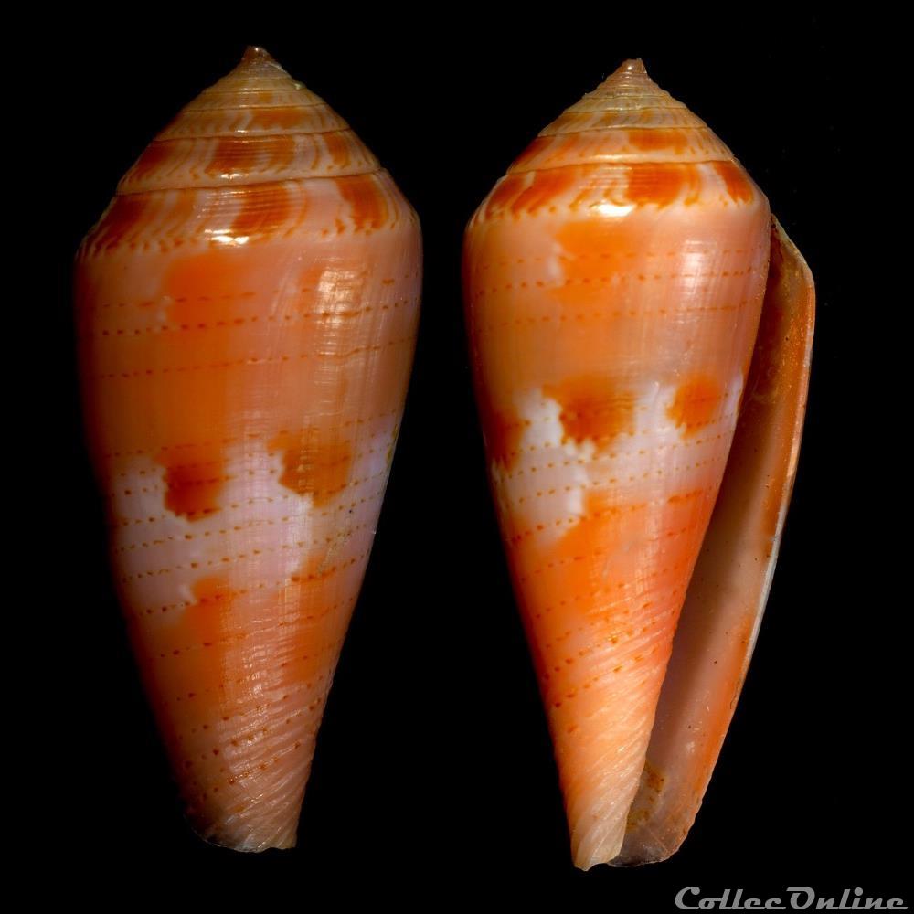 Kioconus (Isoconus) corallinus (Kiener, 1845) coquillage fossile gastropodum kioconus isoconus corallinus kiener 1845