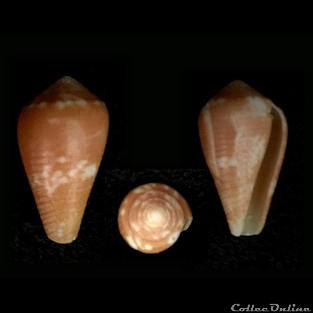 Leporiconus coffeae (Gmelin, 1791) coquillage fossile gastropodum leporiconus coffeae gmelin 1791
