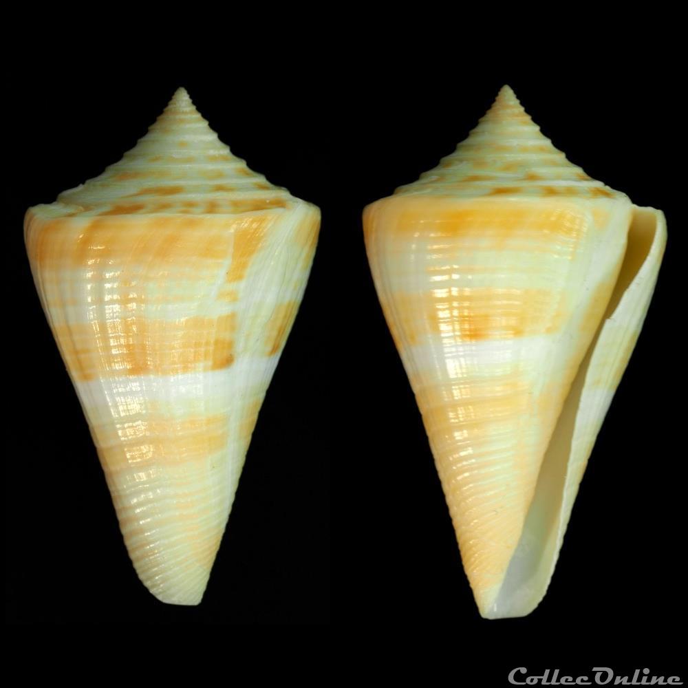 coquillage fossile gastropodum dauciconus dauciconus stimpsoni dall 1902